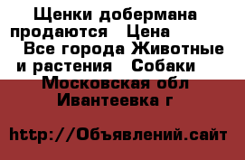 Щенки добермана  продаются › Цена ­ 45 000 - Все города Животные и растения » Собаки   . Московская обл.,Ивантеевка г.